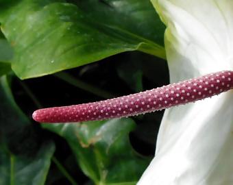 25P Erotic flowers