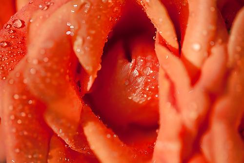 25P Erotic flowers