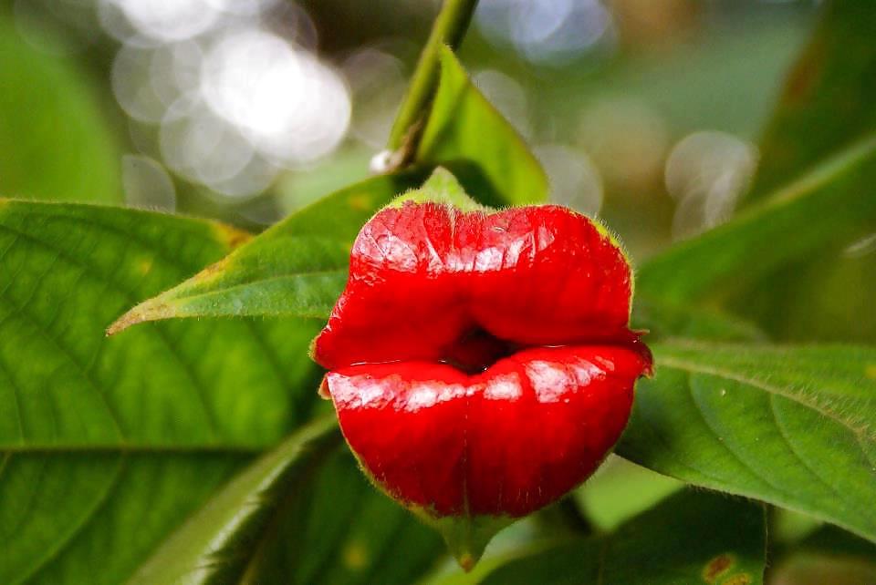 25P Erotic flowers