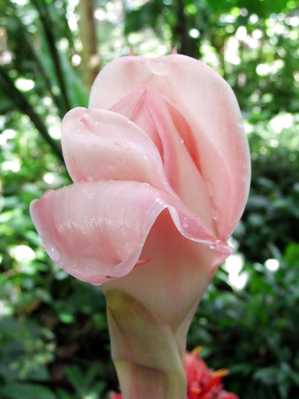 25P Erotic flowers