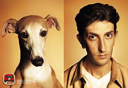 6P Dog .... master 