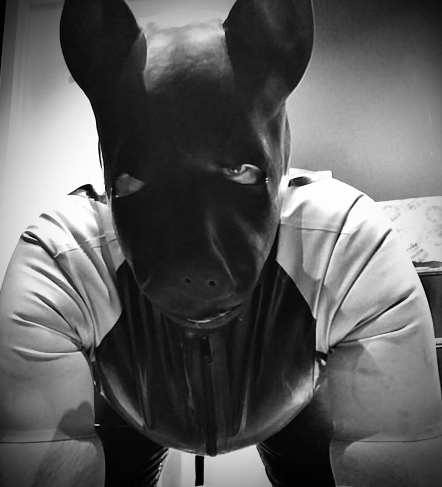 12P Dog