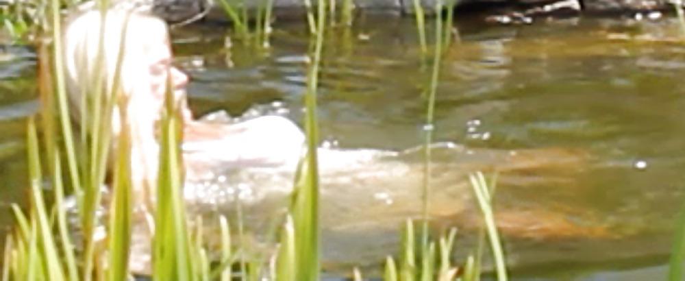 24P Swimming in Petticoat Part II