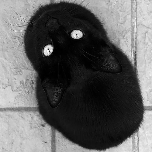17P Balls of fluff...