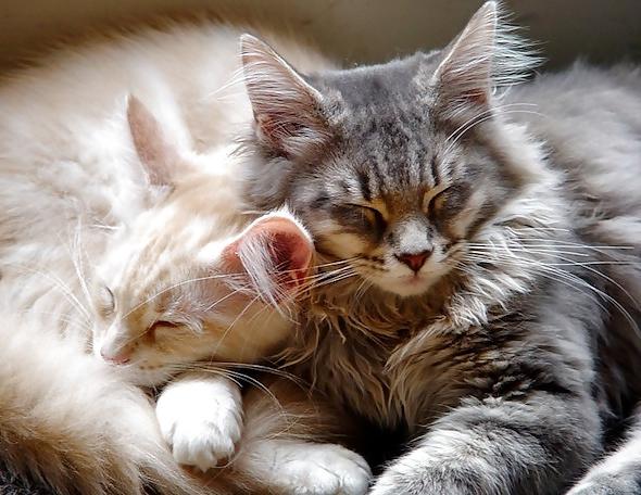 17P Balls of fluff...