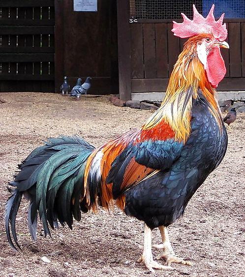 5P Cock, Balls, and Ass