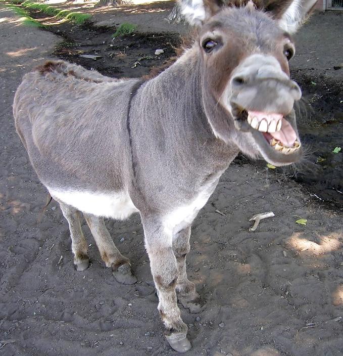 5P Cock, Balls, and Ass