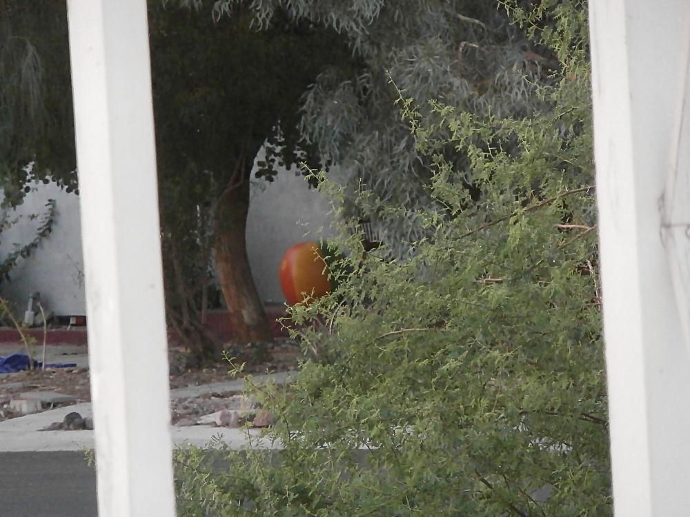 10P Coveting my neighbor's beach ball! I want it badly!