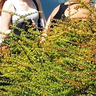 15P Sluts secretly photographed   in the outdoor swimming pool