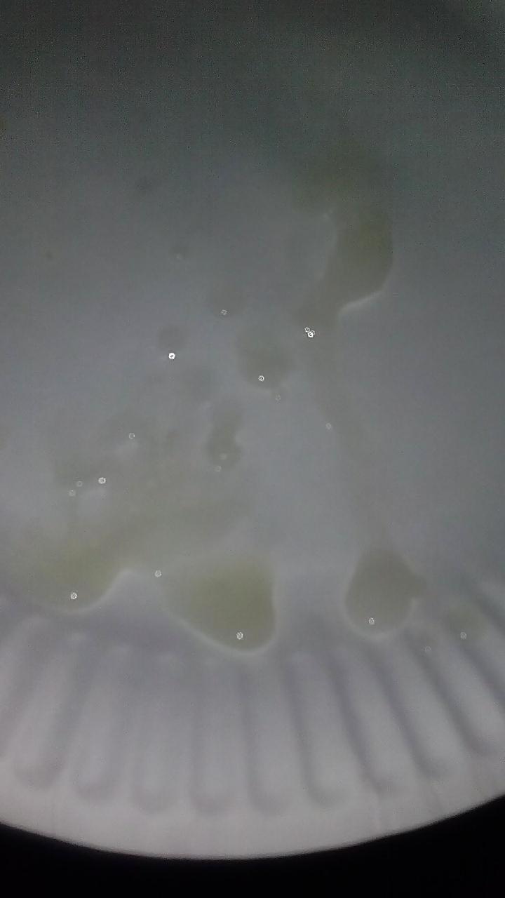 7P Italian big thick cock