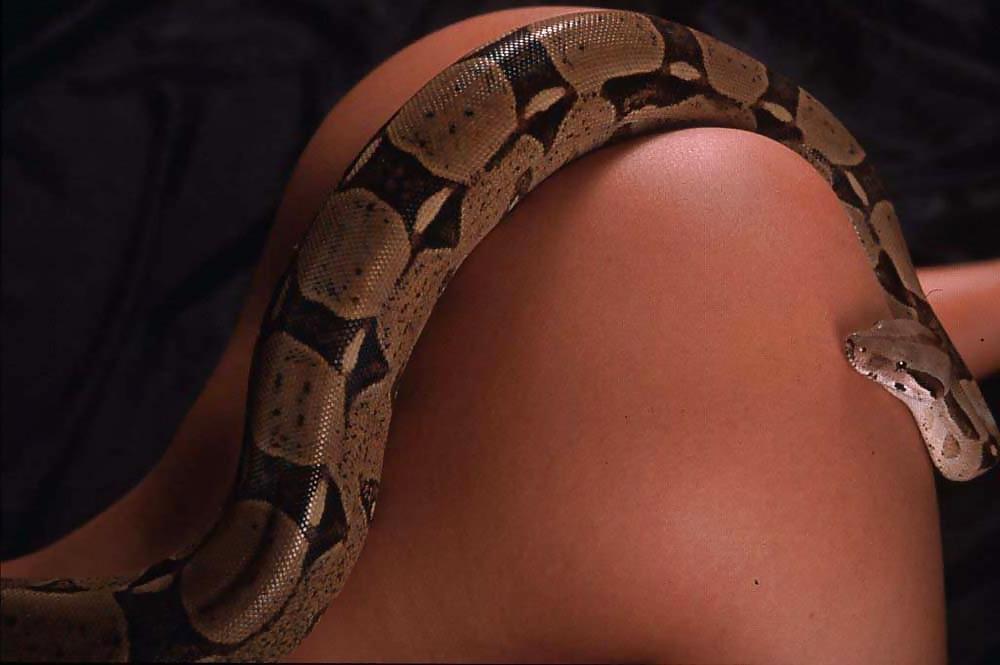 18P Exotic Babe w a Python On Her Hot Body