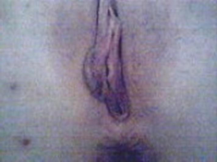 7P Italian gf 2