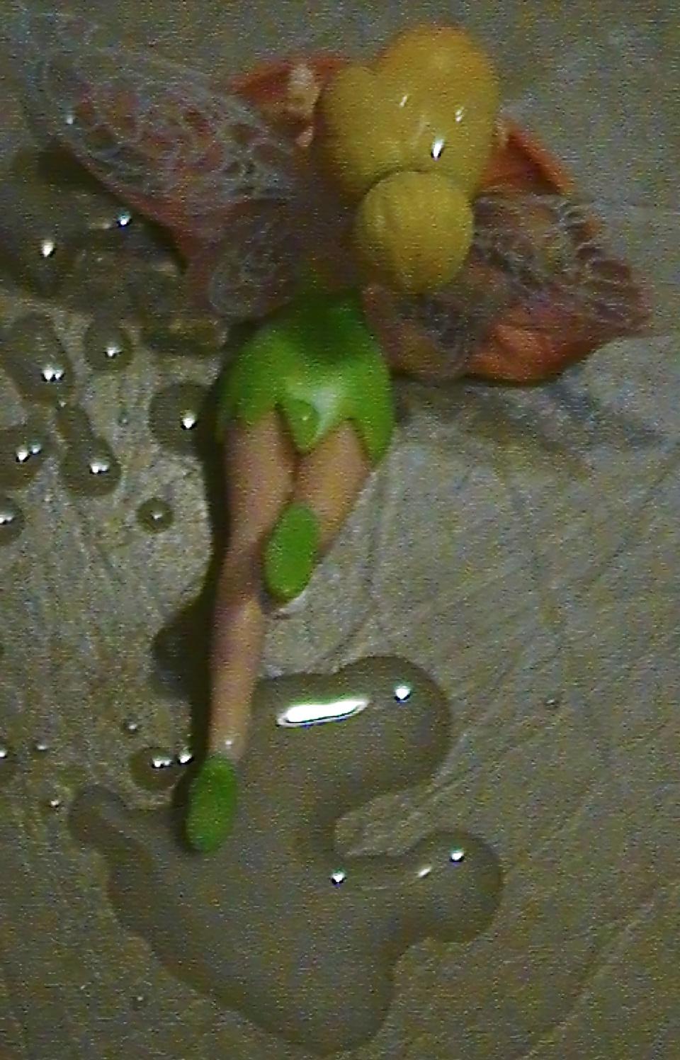 18P Cum on Tinkerbell