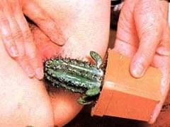 25P Heiße Fotze und Schwanz auf Kaktusmuschi Cocktus