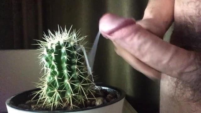 25P Heiße Fotze und Schwanz auf Kaktusmuschi Cocktus