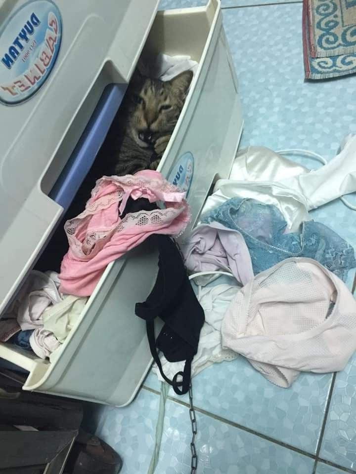 12P Panties wife Thai 43y