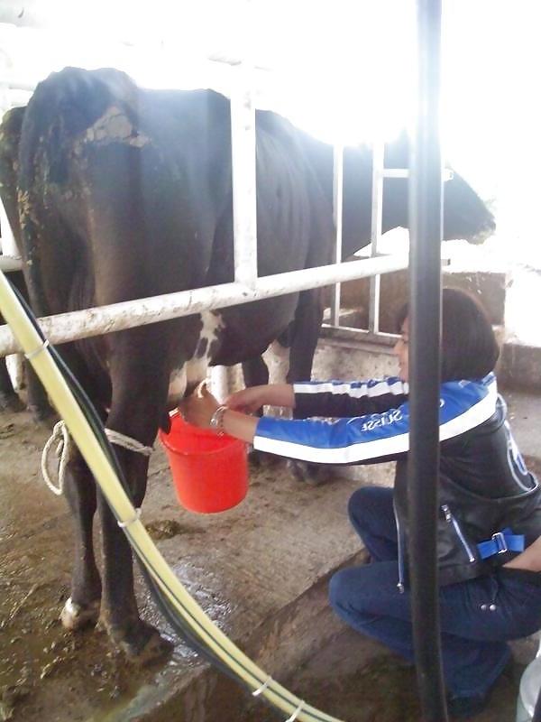 6P Friends at san eli dairy milking the cow