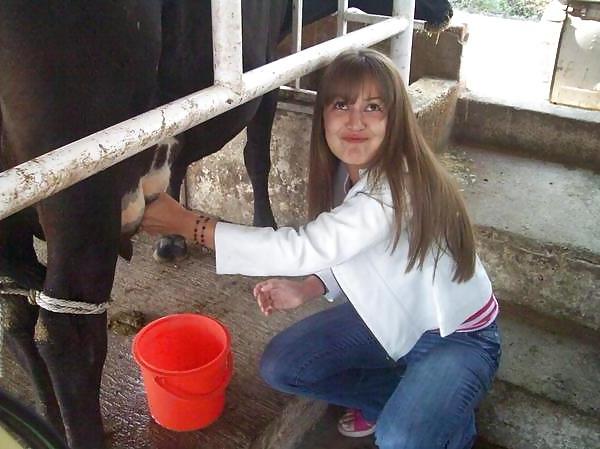 6P Friends at san eli dairy milking the cow