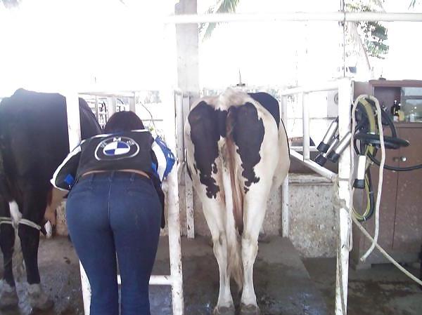 6P Friends at san eli dairy milking the cow