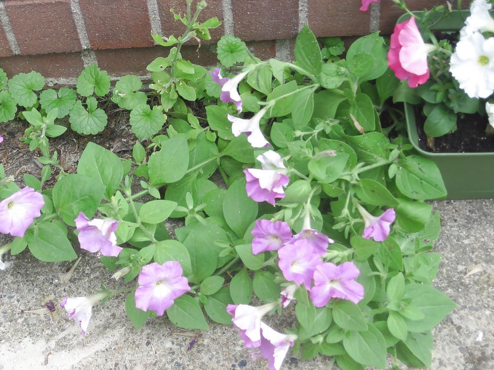 8P Flowers For My Birthday