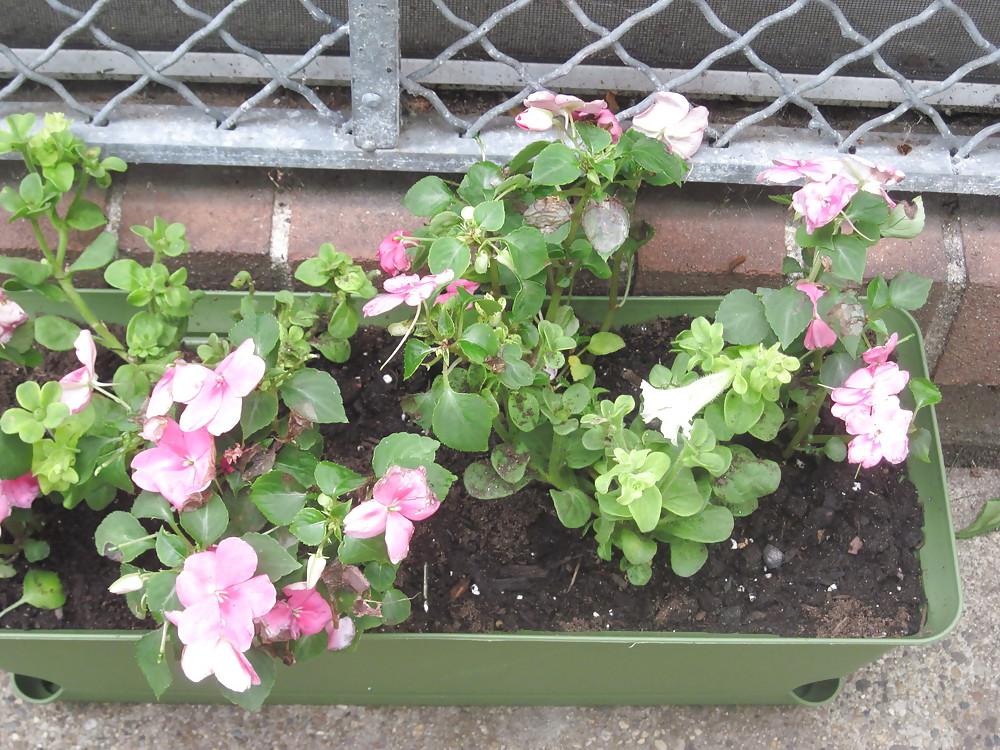 8P Flowers For My Birthday
