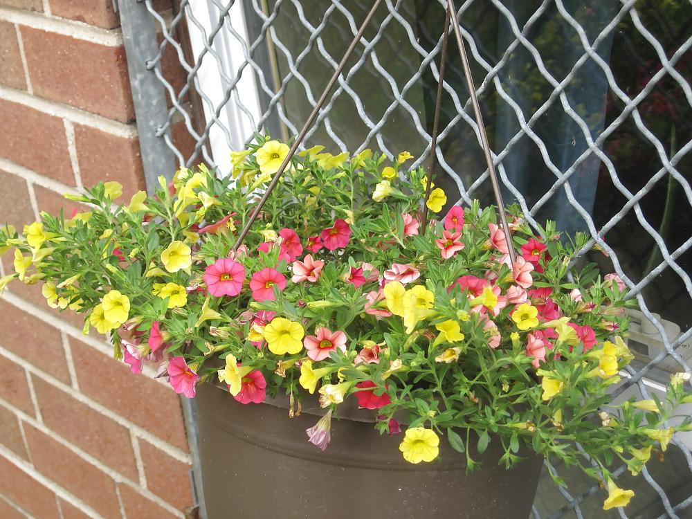 8P Flowers For My Birthday