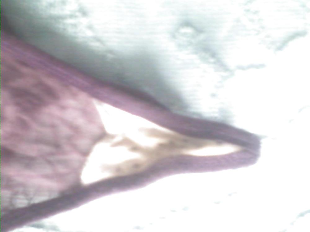 7P Tanga de mi hermana 
