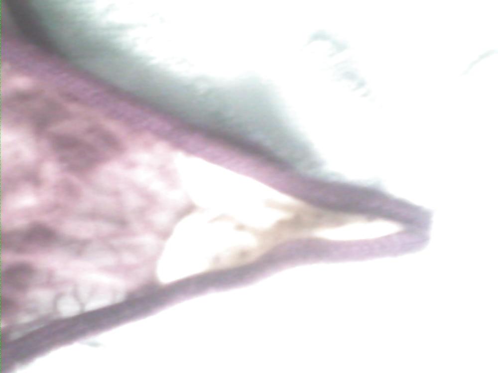 7P Tanga de mi hermana 