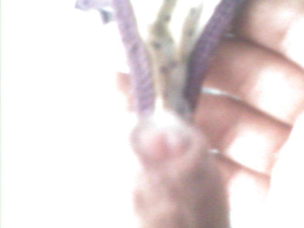7P Tanga de mi hermana 