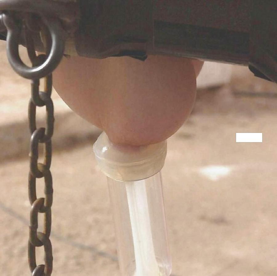 17P Milking