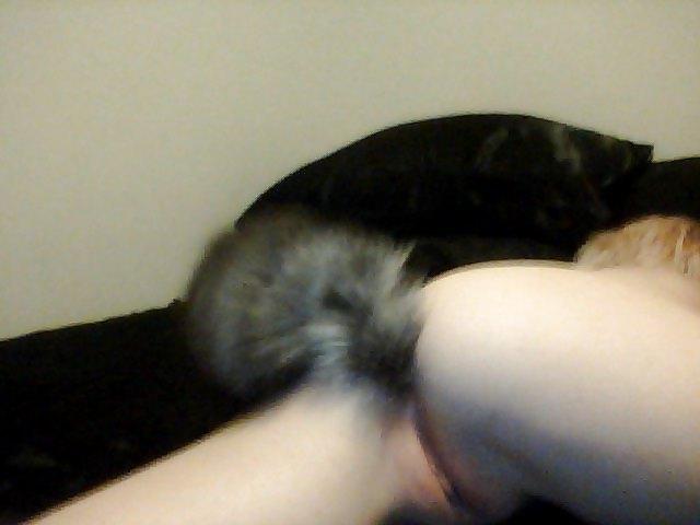 16P Pet play