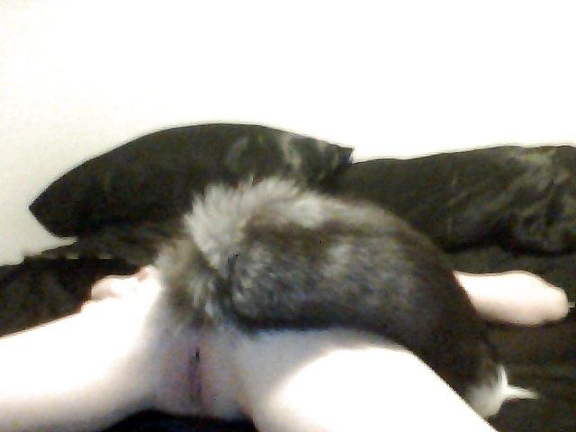 16P Pet play