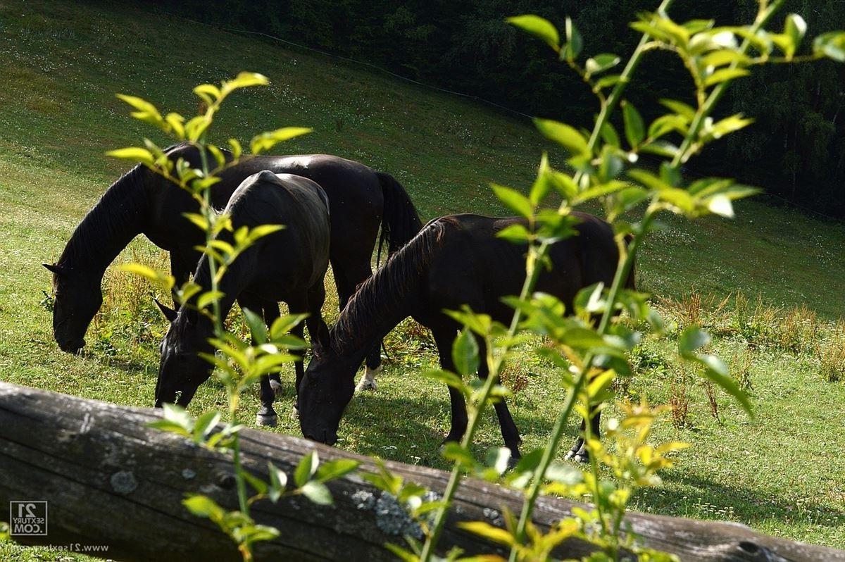 16P Carla Cox and Violette lick pussies outside on the farm