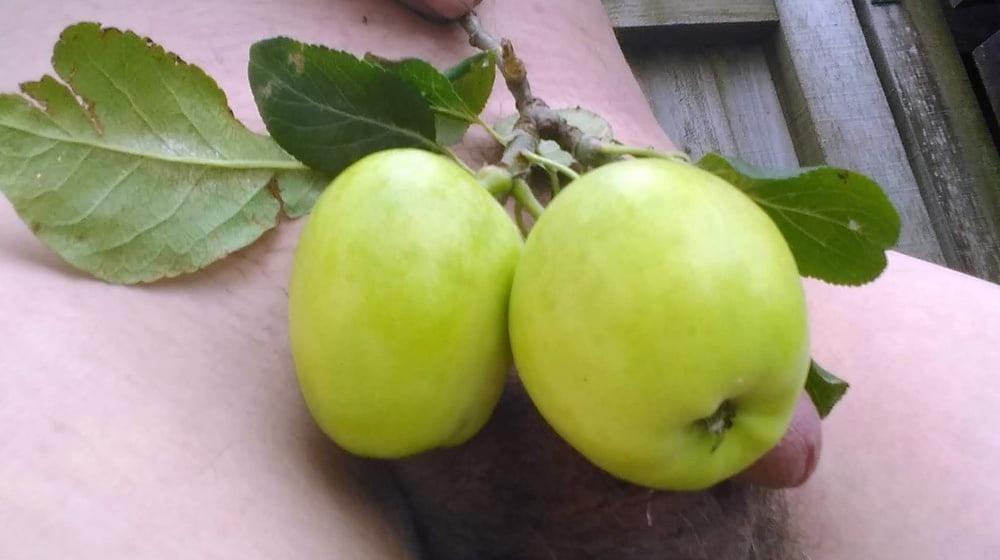16P Apples from my garden