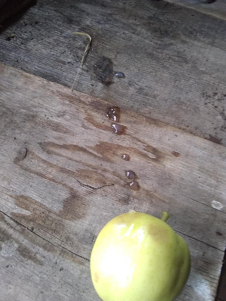 16P Apples from my garden