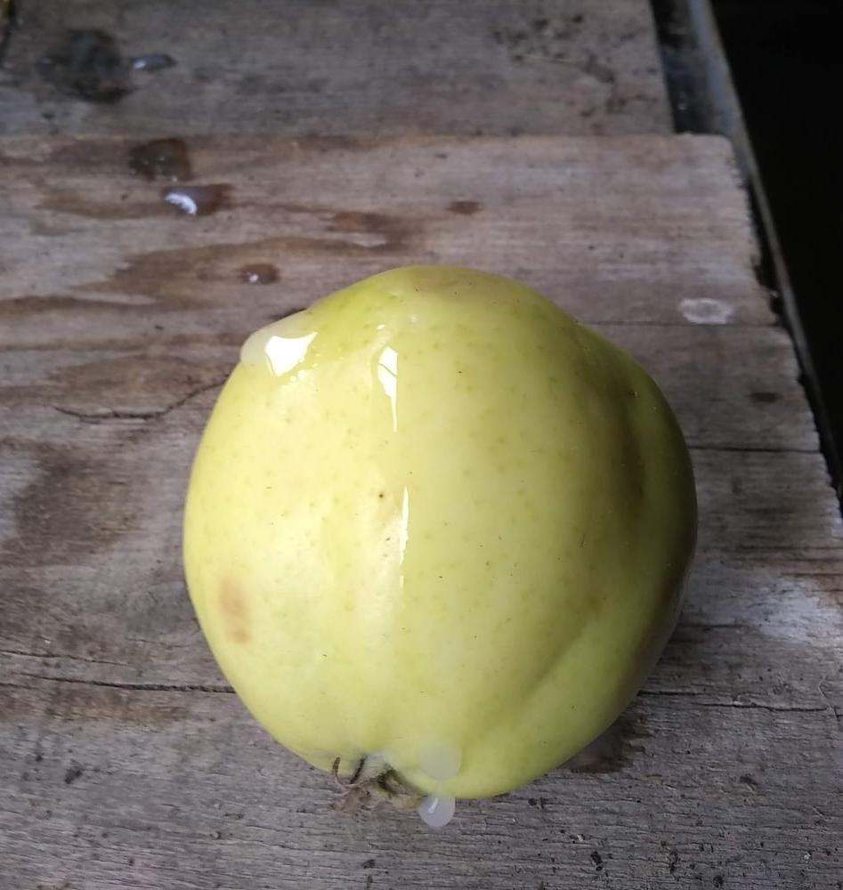 16P Apples from my garden
