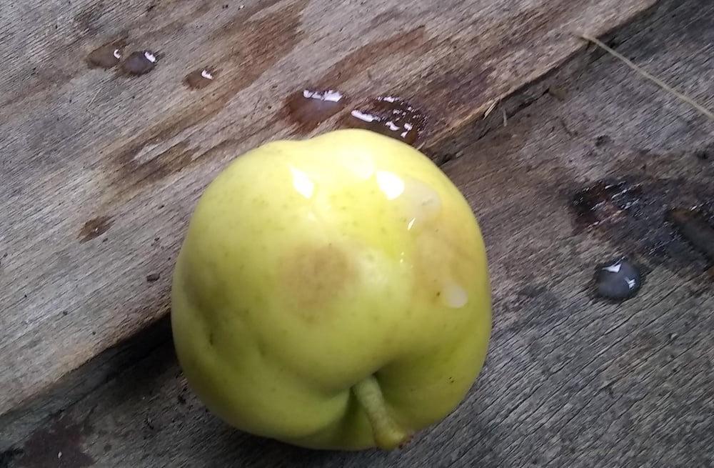 16P Apples from my garden