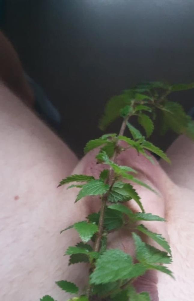 25P Taradiddeling