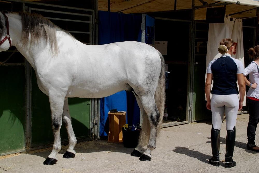 25P girls in jodhpurs 3