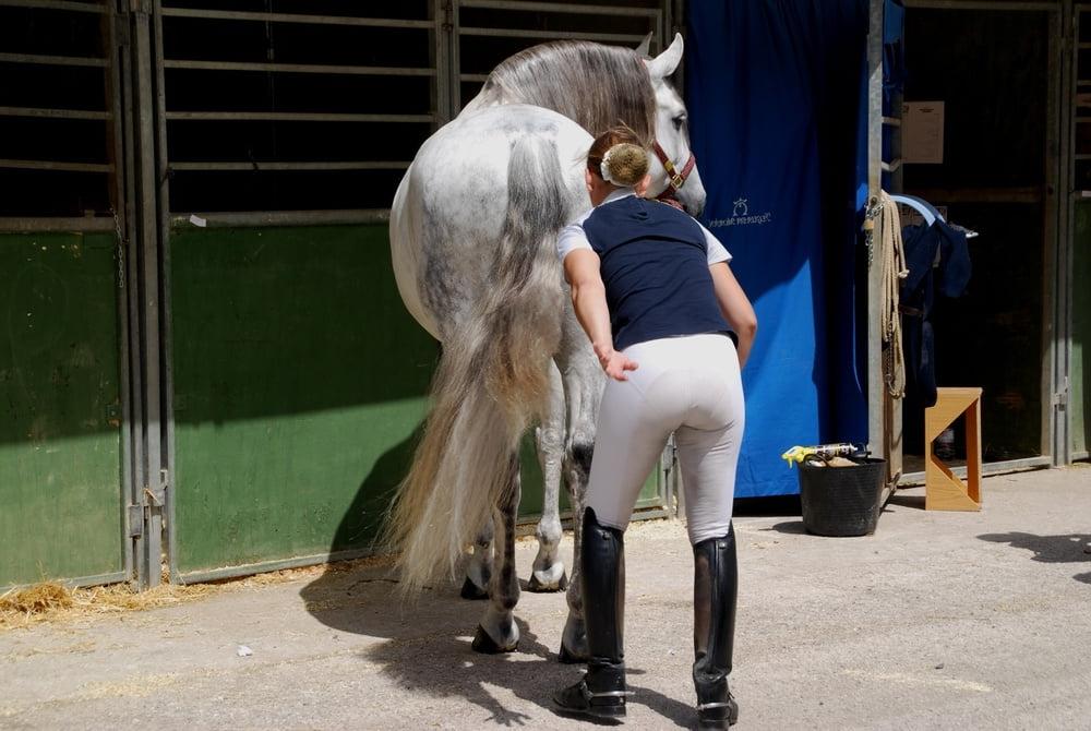 25P girls in jodhpurs 3
