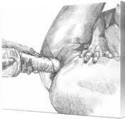 24P Art sex