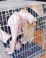 25P New Female Submissive or Kinky Girls On Display