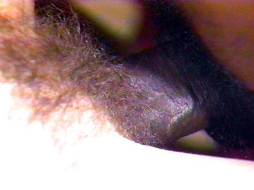 23P Hairy BBC addict