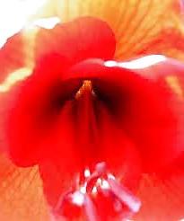 17P The art of vaginal beauty