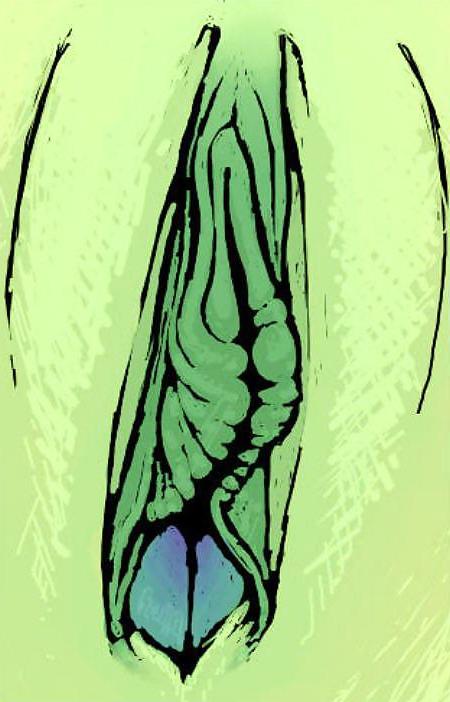 25P Gender Art 1 - Vulva (1)