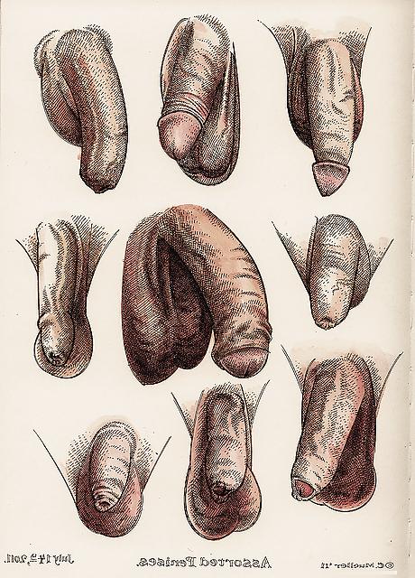 25P Gender Art 4 - Penis and Phallus