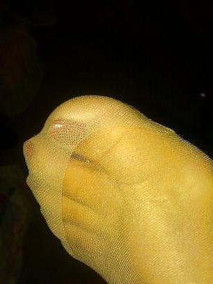 25P Sexy hosed feet
