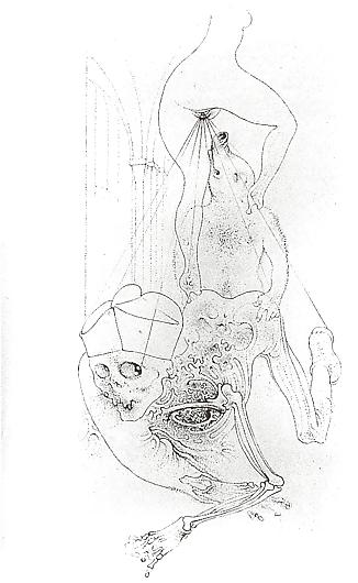 25P Drawn EroPorn Art 84 - Hans Bellmer