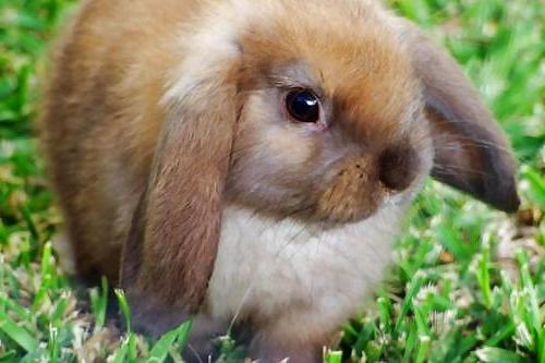 25P Cute little bunnies!!