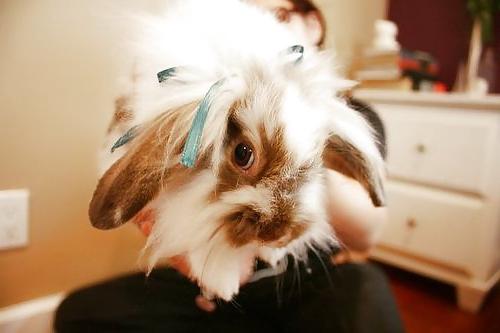 25P Cute little bunnies!!
